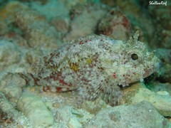 Sebastapistes ballieui