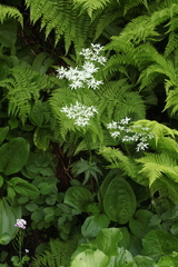 Heracleum apiifolium