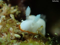 Goniobranchus verrieri