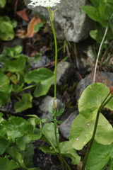 Heracleum apiifolium