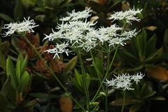Heracleum apiifolium