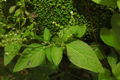 Mitreola