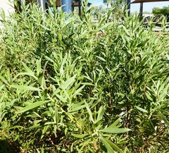Myoporum montanum