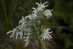 Heracleum apiifolium