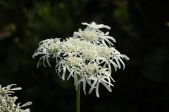 Heracleum apiifolium