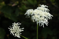 Heracleum apiifolium