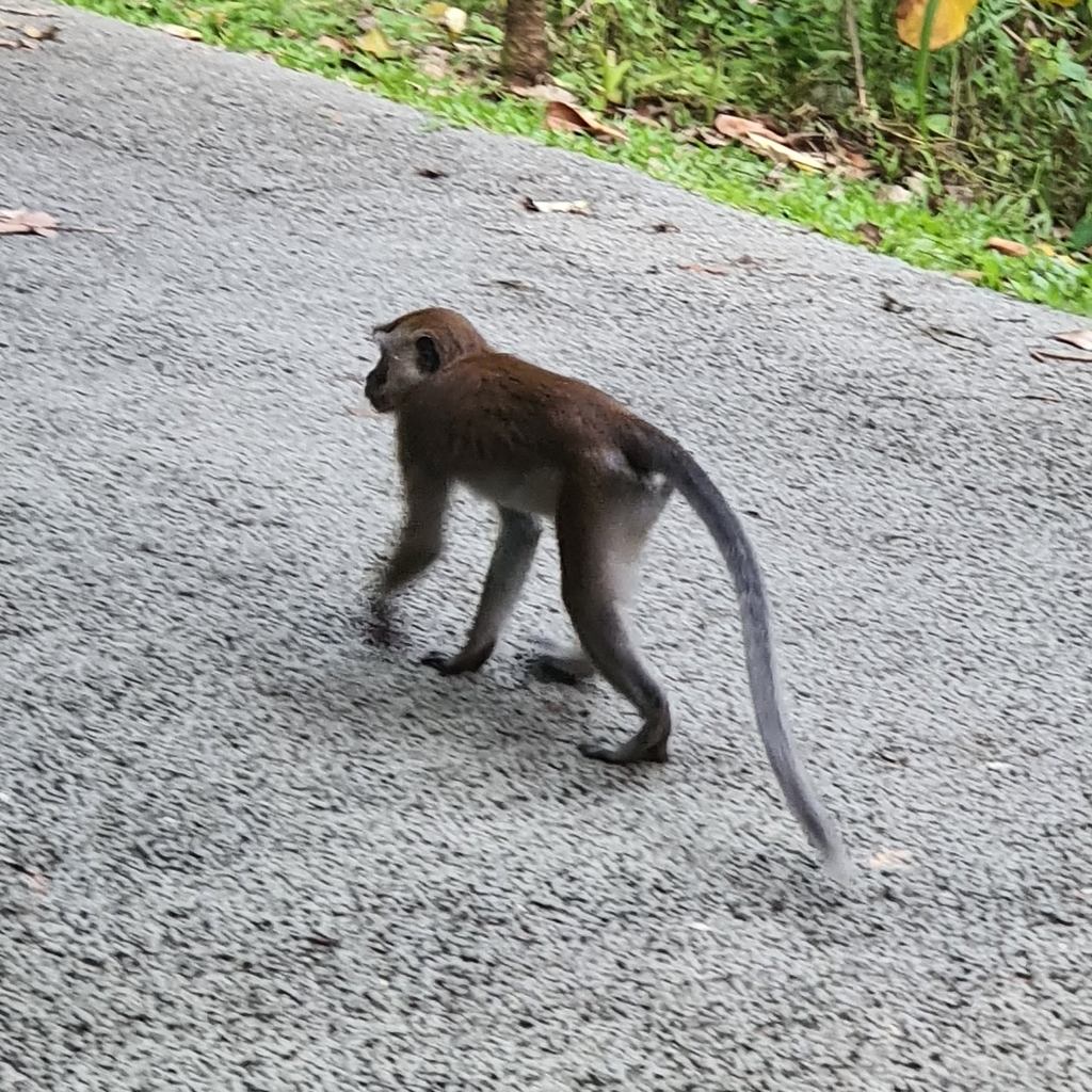 Long-tailed Macaque from Johor, MY on December 20, 2021 at 06:07 PM by ...