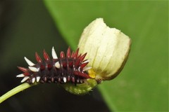 Troidini