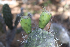 Opuntia lasiacantha