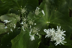 Heracleum apiifolium