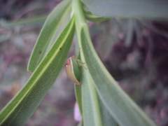 Misippus spinolae