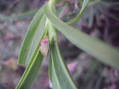 Misippus spinolae