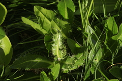 Cirsium simplex
