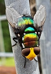 Amenia chrysame