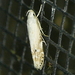 Coleotechnites variiella - Photo (c) krancmm, algunos derechos reservados (CC BY-NC), subido por krancmm