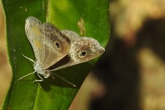 Perophthalma tullius