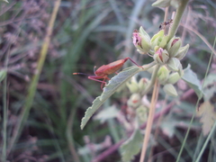 Athaumastus haematicus