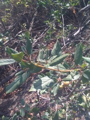 Frangula californica tomentella