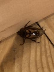 Oryctomorphus bimaculatus