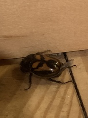 Oryctomorphus bimaculatus