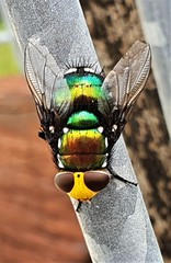 Amenia chrysame