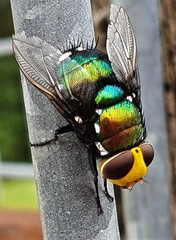 Amenia chrysame