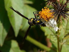 Phimenes flavopictus formosanus
