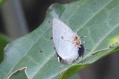 Iaspis andersoni