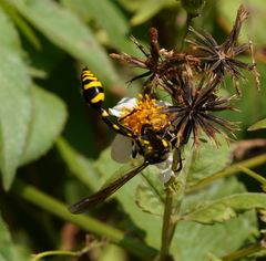 Phimenes flavopictus formosanus