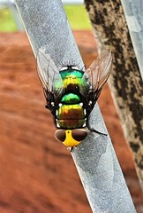 Amenia chrysame