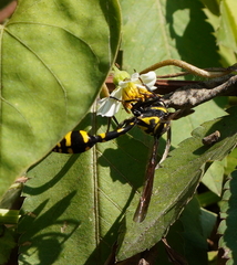 Phimenes flavopictus formosanus