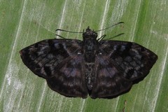 Ebrietas anacreon