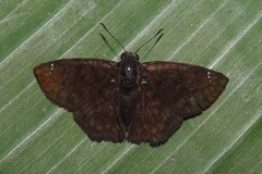Nisoniades