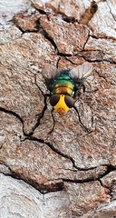 Amenia chrysame