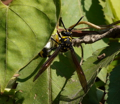 Phimenes flavopictus formosanus