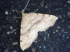 Xerodes rufescentaria