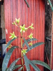 Magnoliopsida
