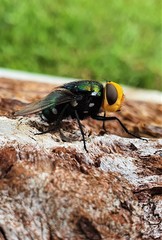 Amenia chrysame