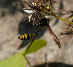 Phimenes flavopictus formosanus