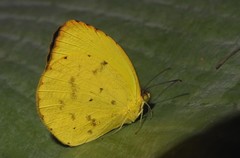 Pyrisitia dina