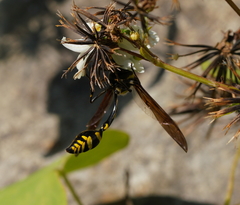Phimenes flavopictus formosanus