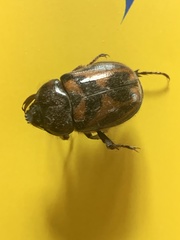 Oryctomorphus bimaculatus