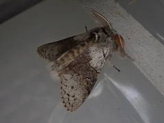 Calliteara pseudabietis