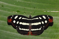 Catonephele mexicana
