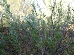 Senna artemisioides artemisioides