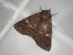 Hypersypnoides astrigera