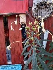 Magnoliopsida