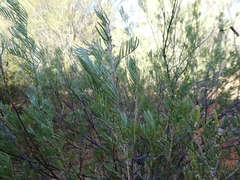 Senna artemisioides artemisioides