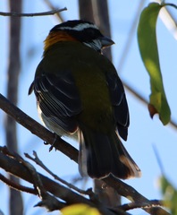 Spindalis portoricensis