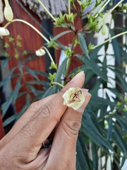 Magnoliopsida